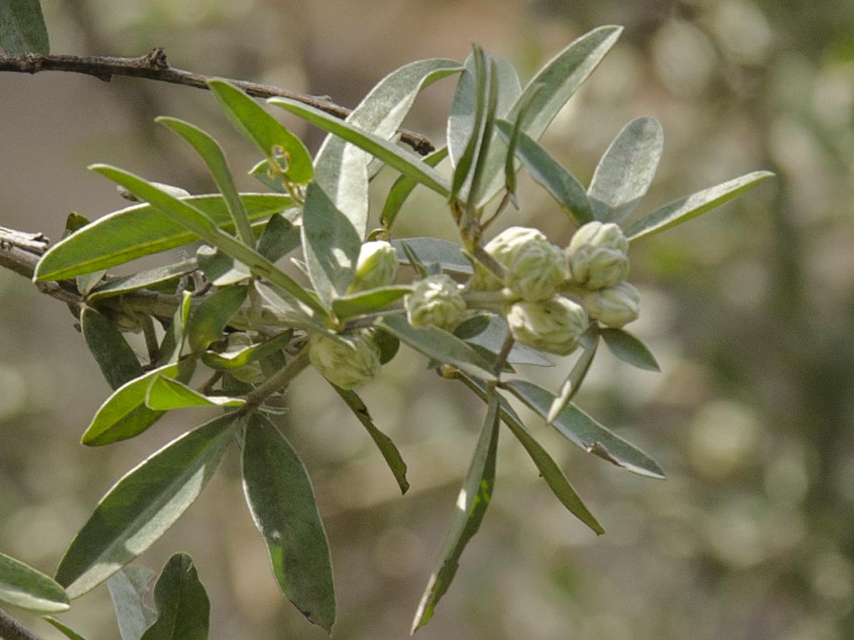 Chamaecytisus proliferus